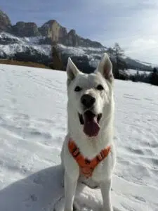 Chewie